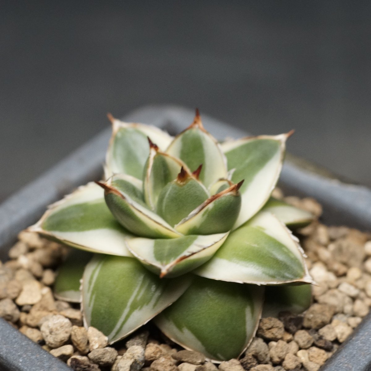 Agave filifera 'Pinky'