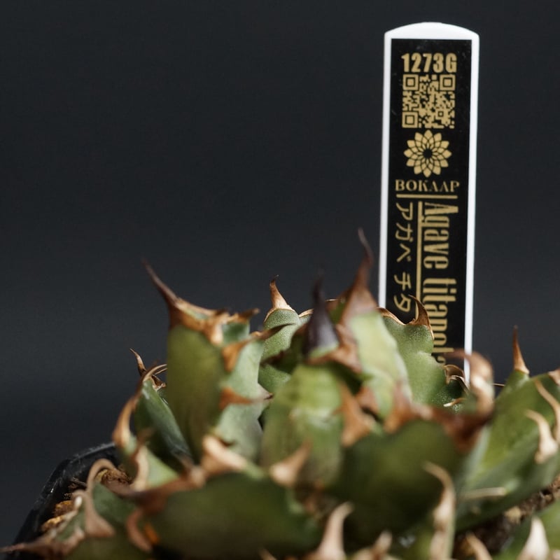 Agave titanota Agave titanota
