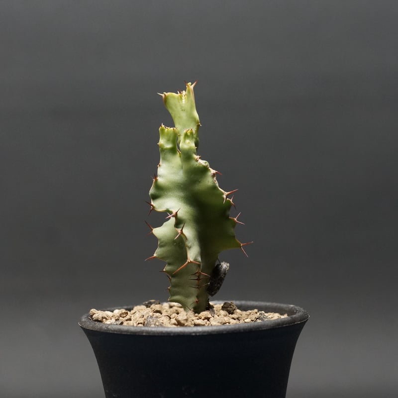 Euphorbia graniticola