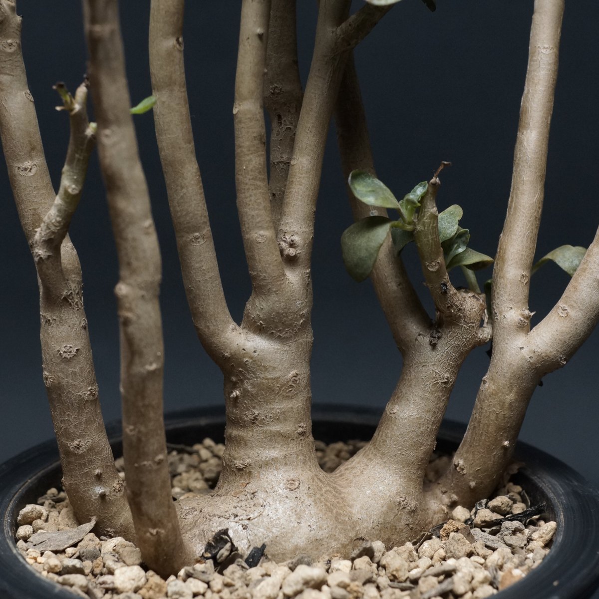 Othonna triplinervia