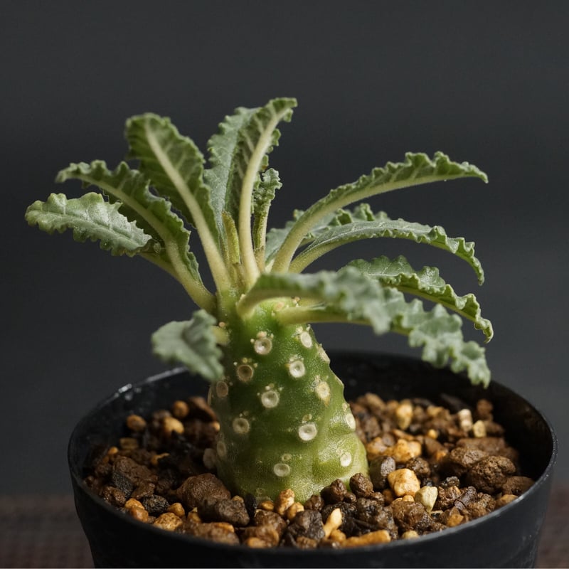 Dorstenia lavrani