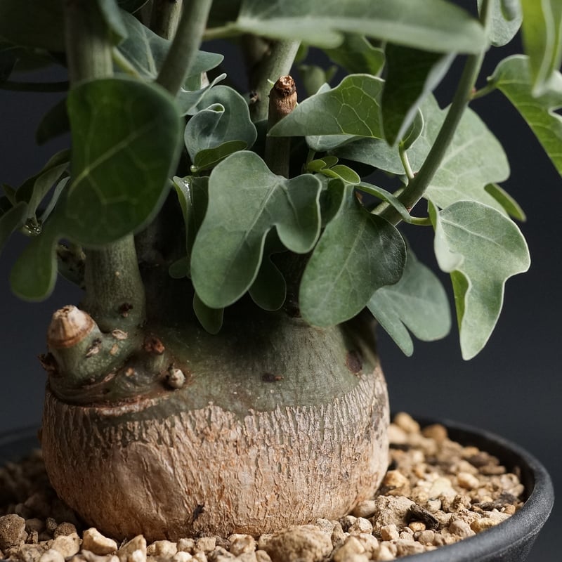 アデニア スピノーサ Adenia spinosa・極丸株（adenia spinosa《大きめ 