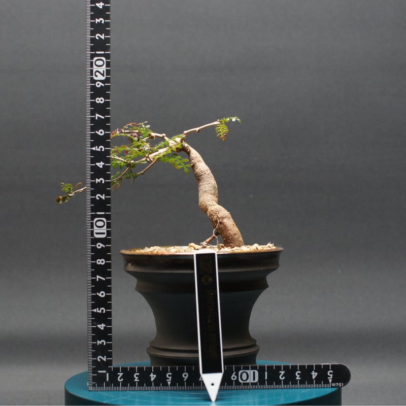 オペルクリカリア パキプス 