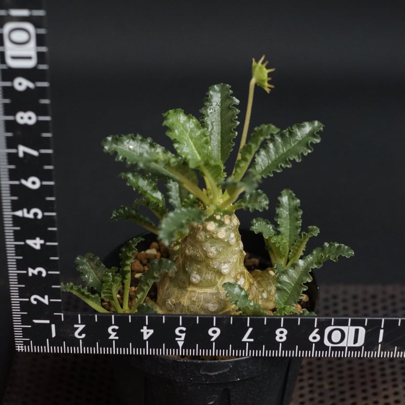 Dorstenia horwoodii hyb