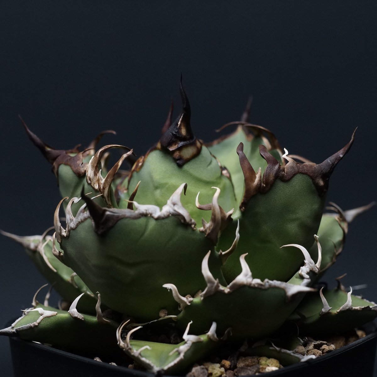 Agave titanota