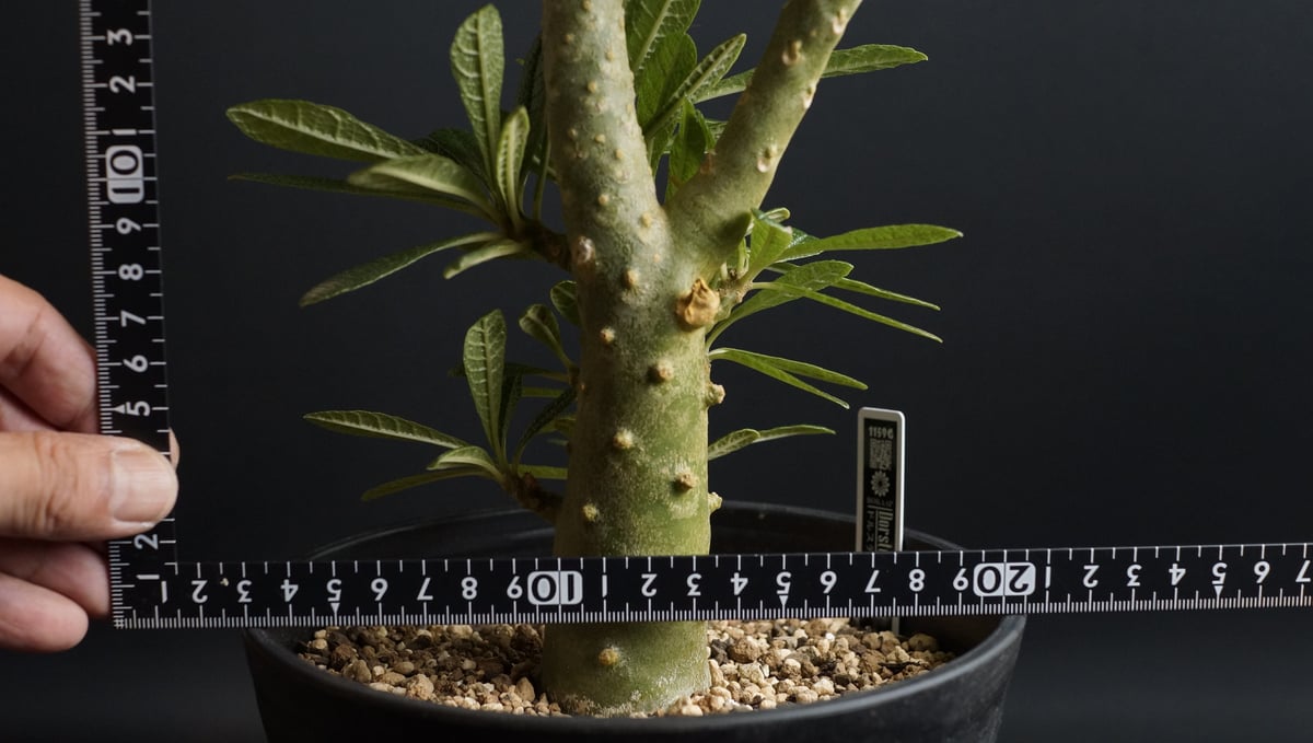 レア株】ドルステニア ギガス【Dorstenia gigas hulk clone