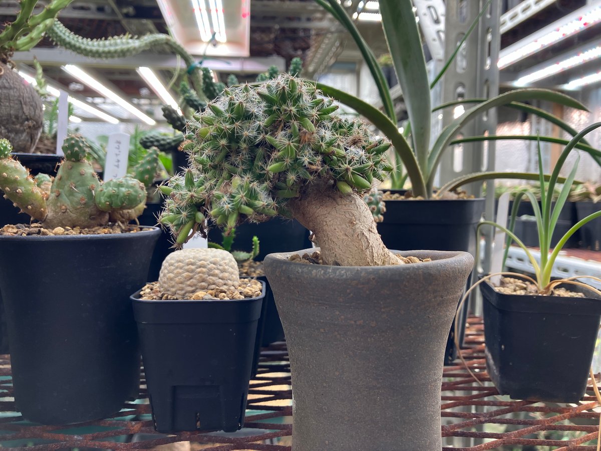 Trichodiadema densum