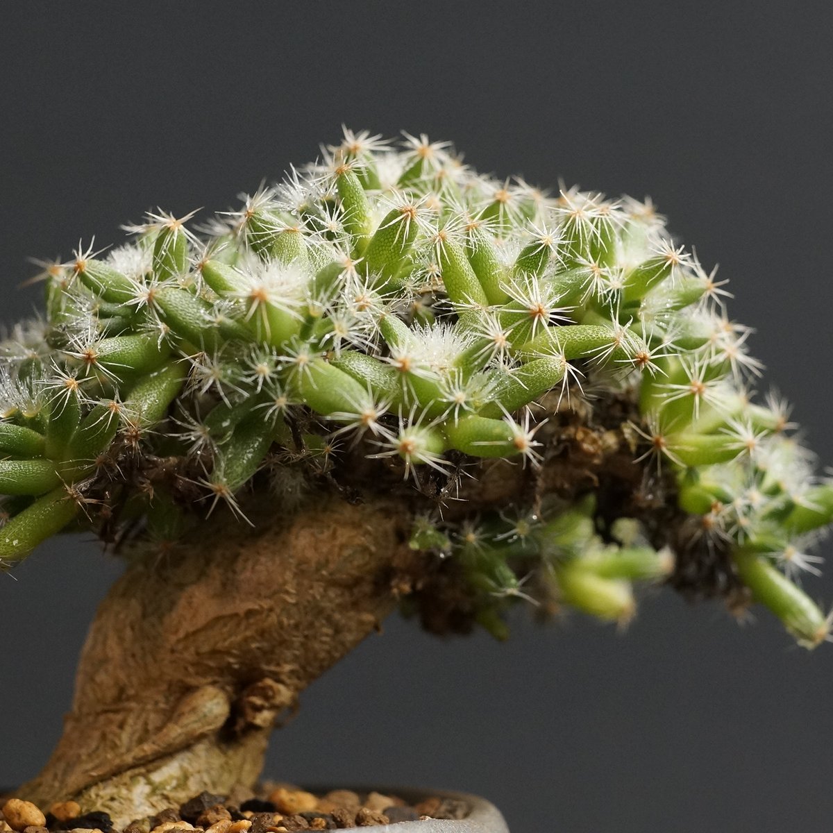 Trichodiadema densum