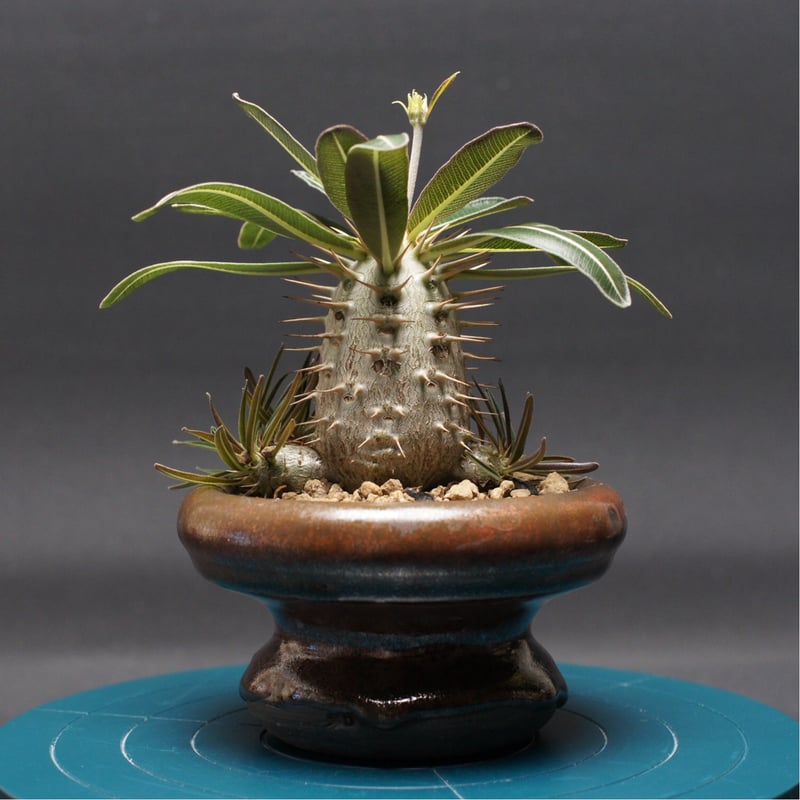 パキポディウム グラキリス 