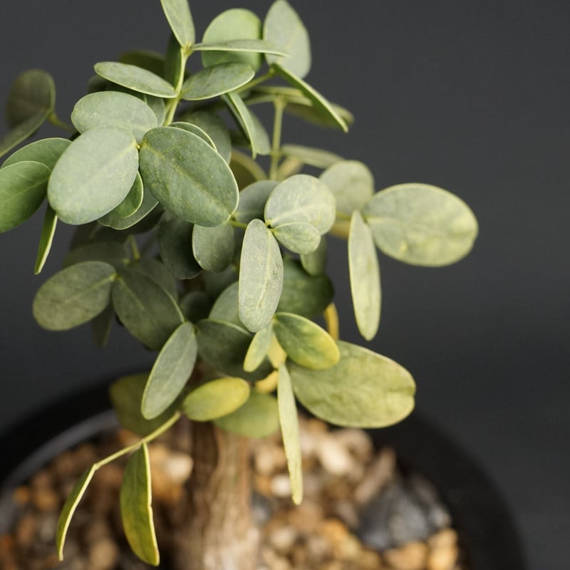 Delonix pumila