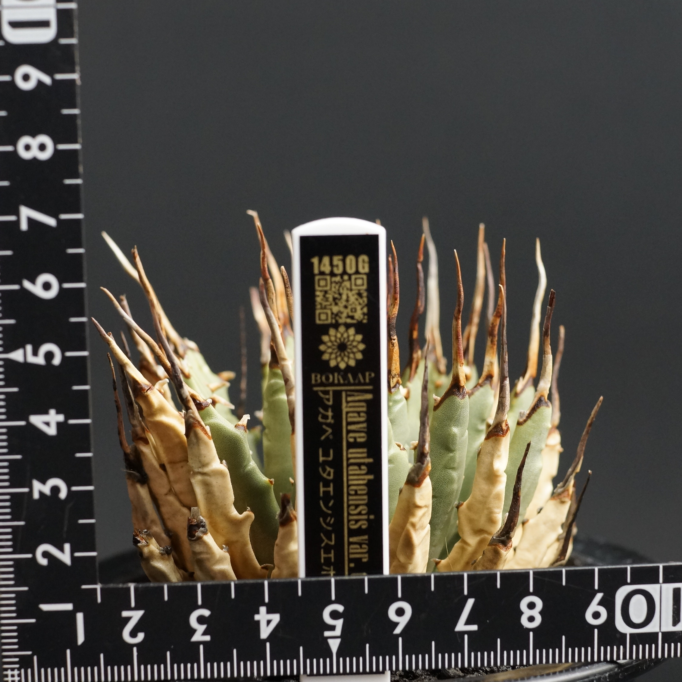Agave utahensis var. eborispina
