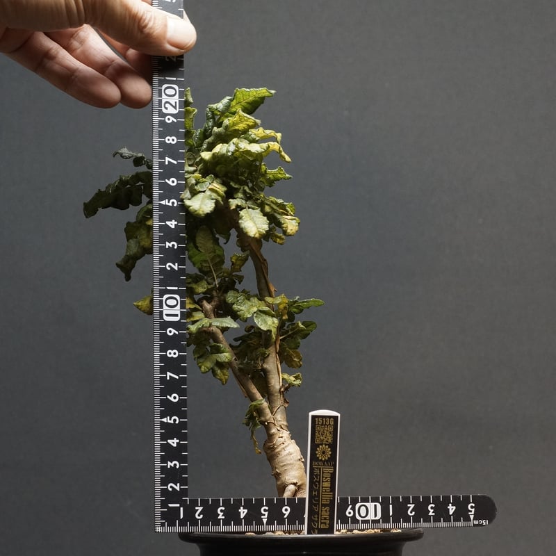 Boswellia sacra