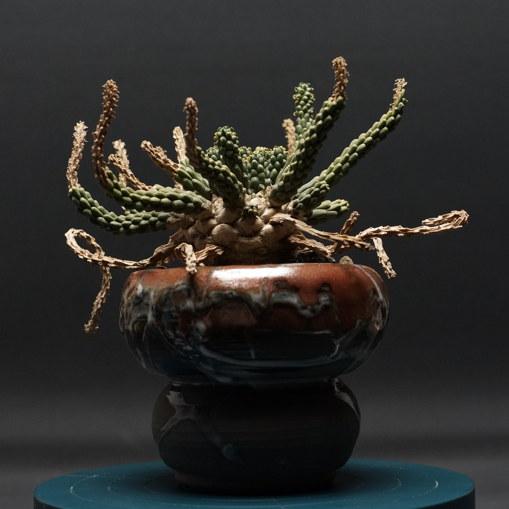 Euphorbia inermis