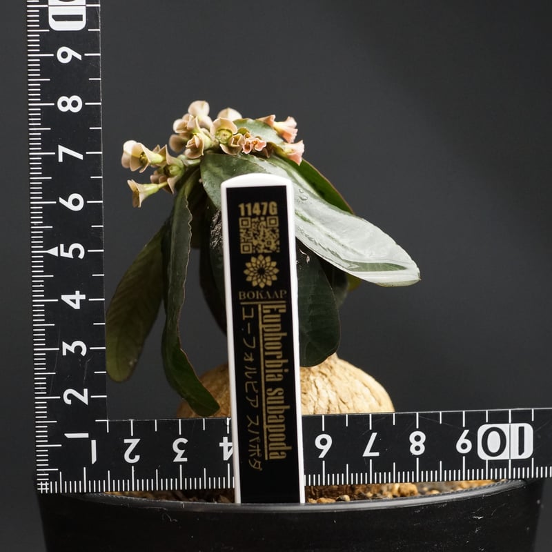 Euphorbia subapoda