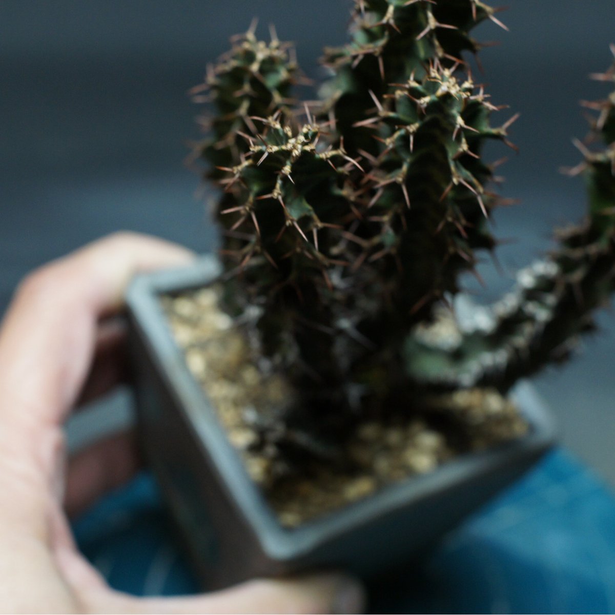 ユーフォルビア　ノベリー　大株 （鉢付き) 観葉植物 ユーフォルビア ノベリー 大株 （鉢付き)