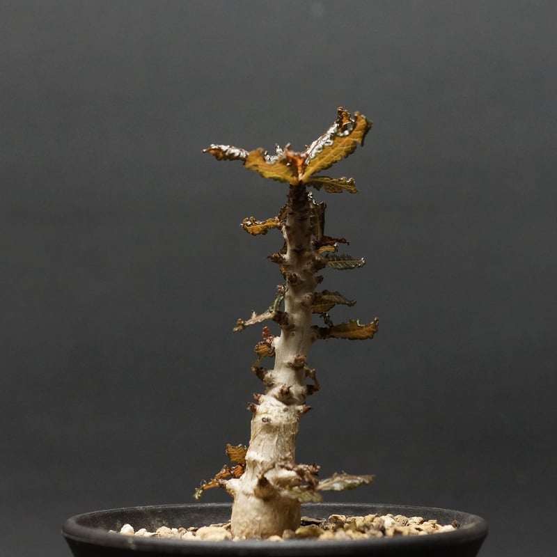 ボスウェリア・ディオスコリディス isla del pescado - Boswellia dioscoridis-ボスウェリア