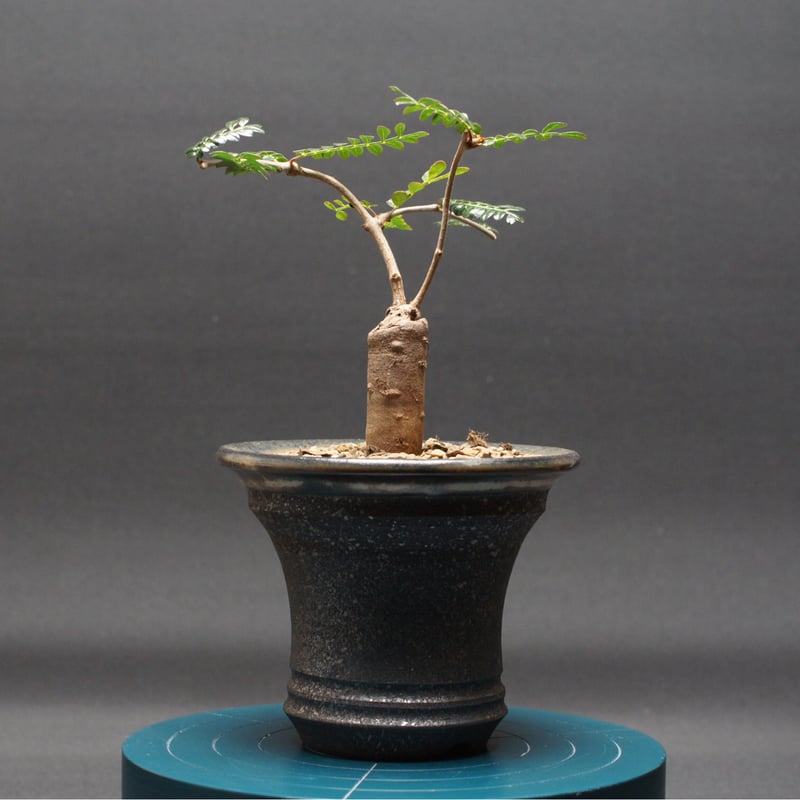 オペルクリカリア パキプス 