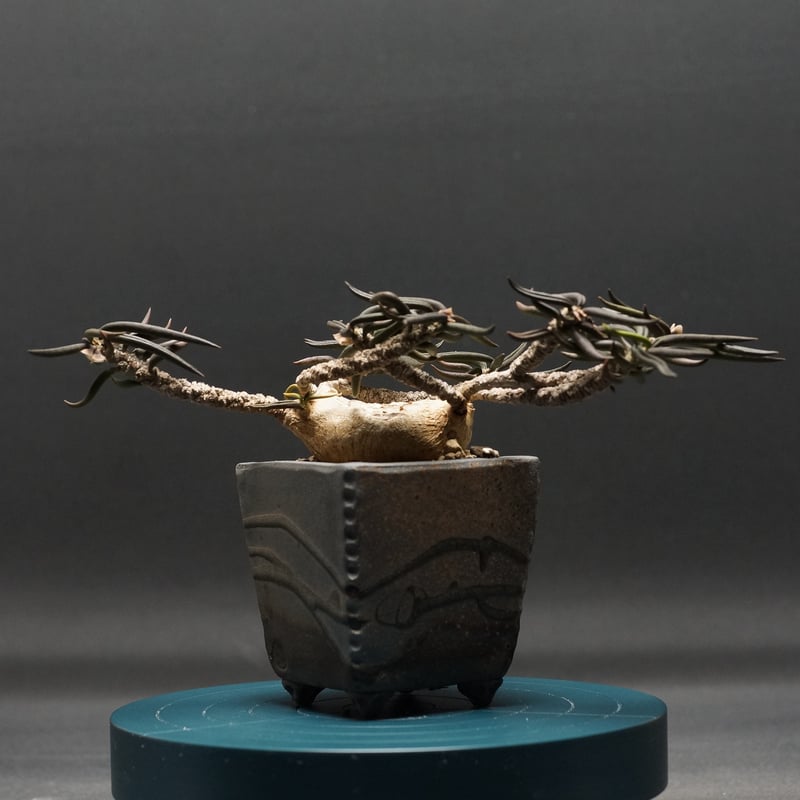 Euphorbia cylindrifolia