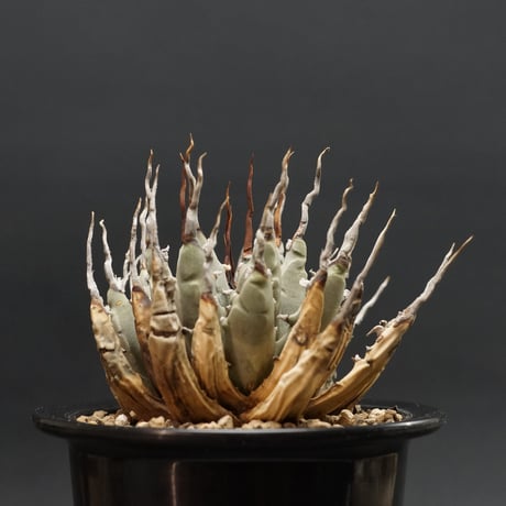 "Agave utahensis var. eborispina" アガベ ユタエンシスエボリスピナ 管理2024