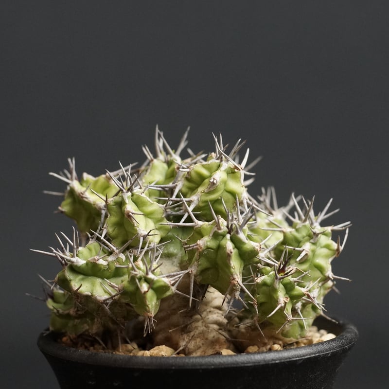 Euphorbia mitriformis