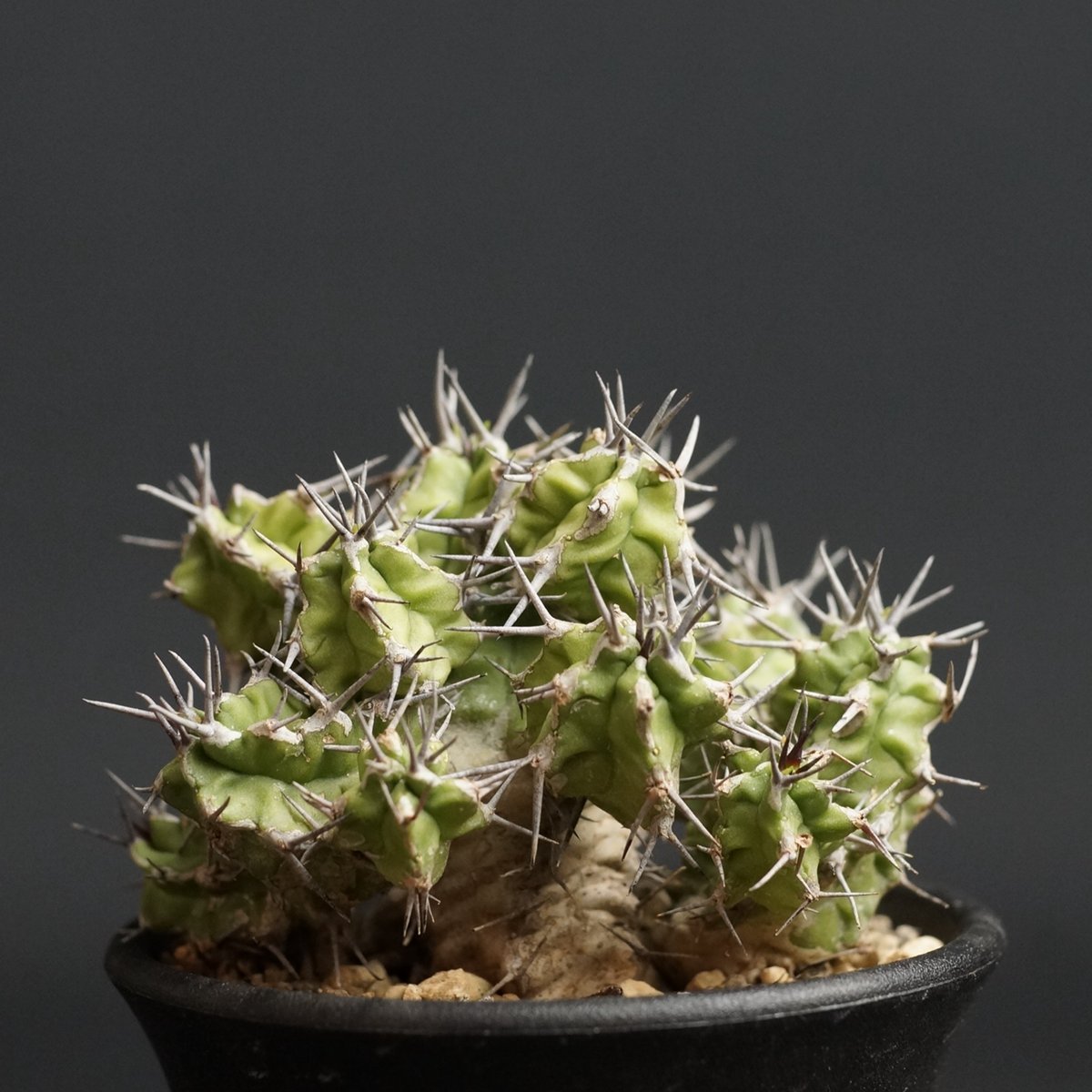 ユーフォルビア ミトリフォルミス 自根 Euphorbia mitriformis ユーフォルビア ミトリフォルミス 自根