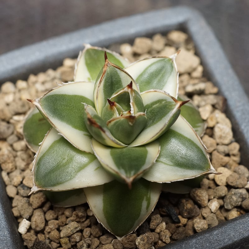 Agave filifera 'Pinky'