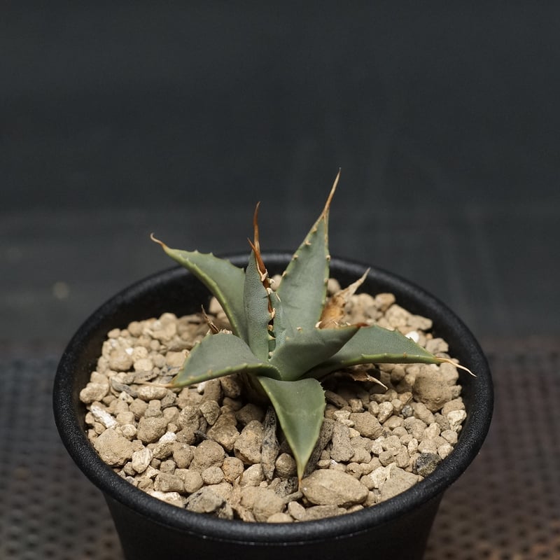 Agave utahensis var. eborispina