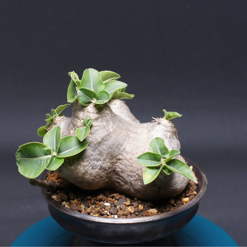 パキポディウム ブレビカウレ【恵比寿笑い】 