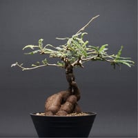 Boswellia nana