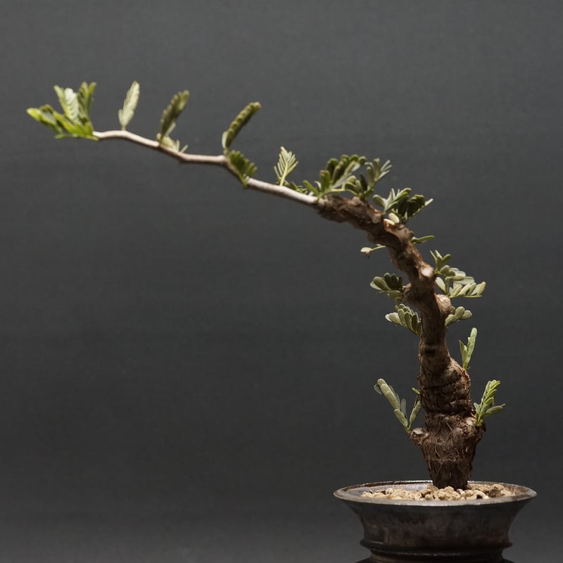 Senna meridionalis