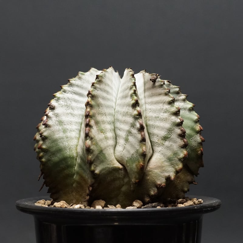 Euphorbia horrida alba