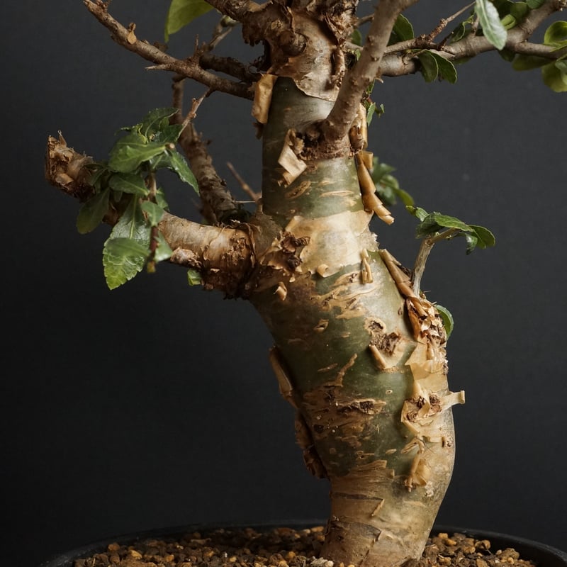 Commiphora habessinica