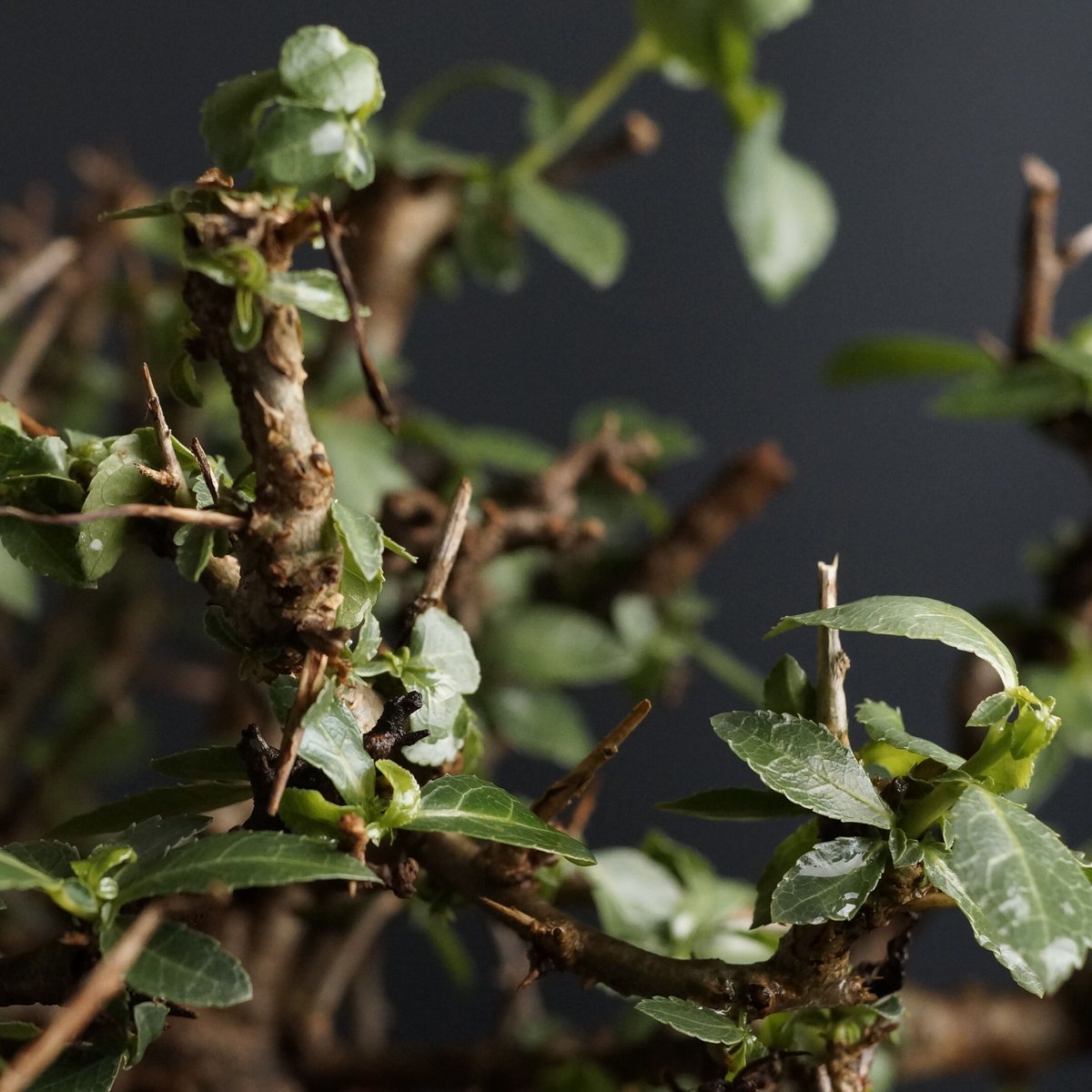 Commiphora incisa コミフォラ インシサ 灌木 コーデックス