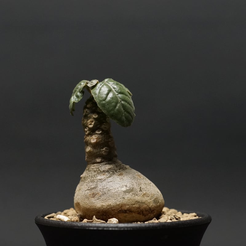 Dorstenia foetida