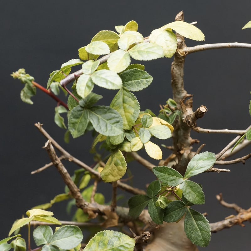 Commiphora kataf var. turkanensis