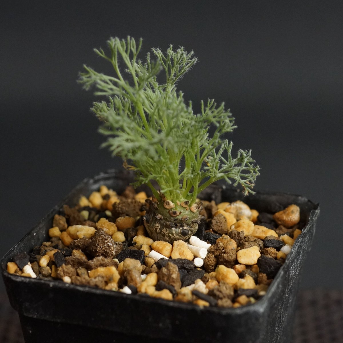 Sarcocaulon peniculinum