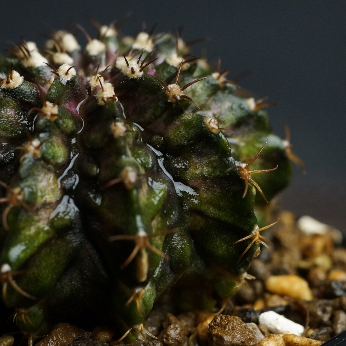 Gymnocalycium
