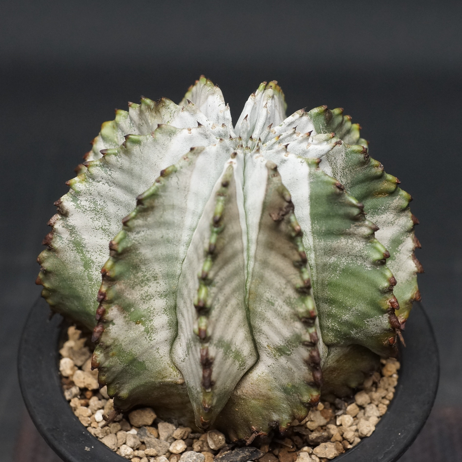 Euphorbia horrida alba
