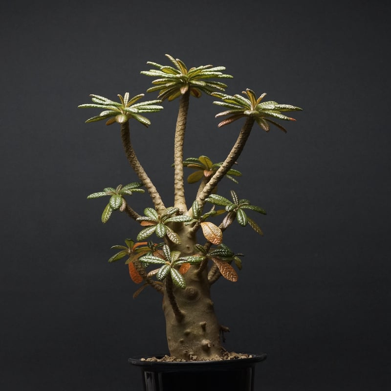 Dorstenia gigas