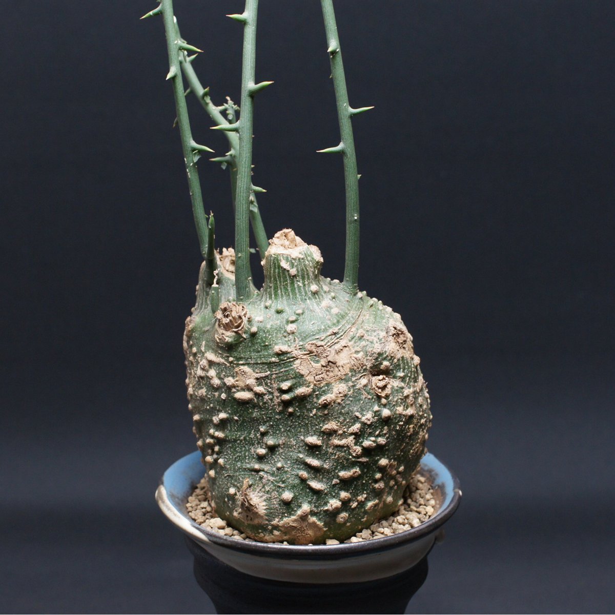 アデニア・グロボーサ Adenia globosa 大株 アデニア グロボーサ 