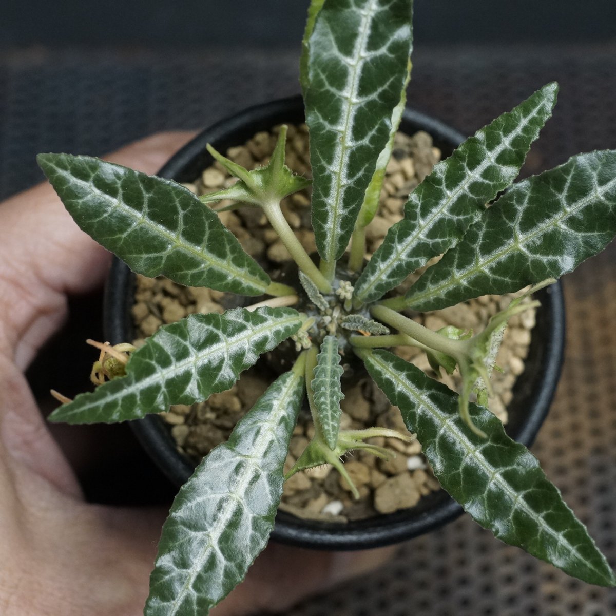 Dorstenia lancifolia Dorstenia lancifolia