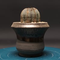 Euphorbia subapoda