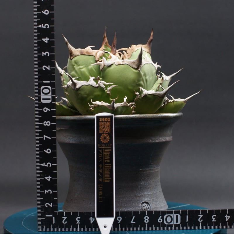 アガベ チタノタ【狂戦士】 