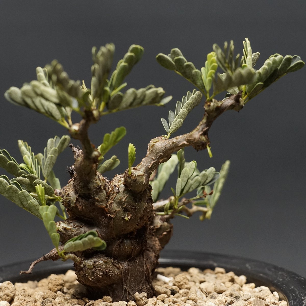 Senna meridionalis