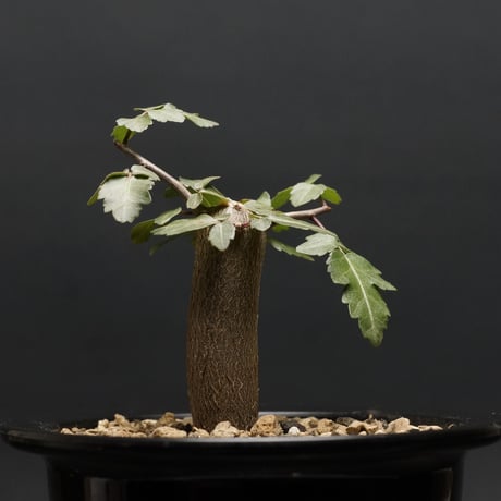 ブルセラファガロイデス | STORES