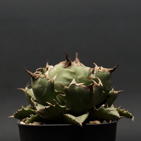 アガベチタノタno1 | STORES