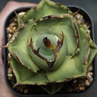 Agave Ripple Effect Agave Ripple Effect