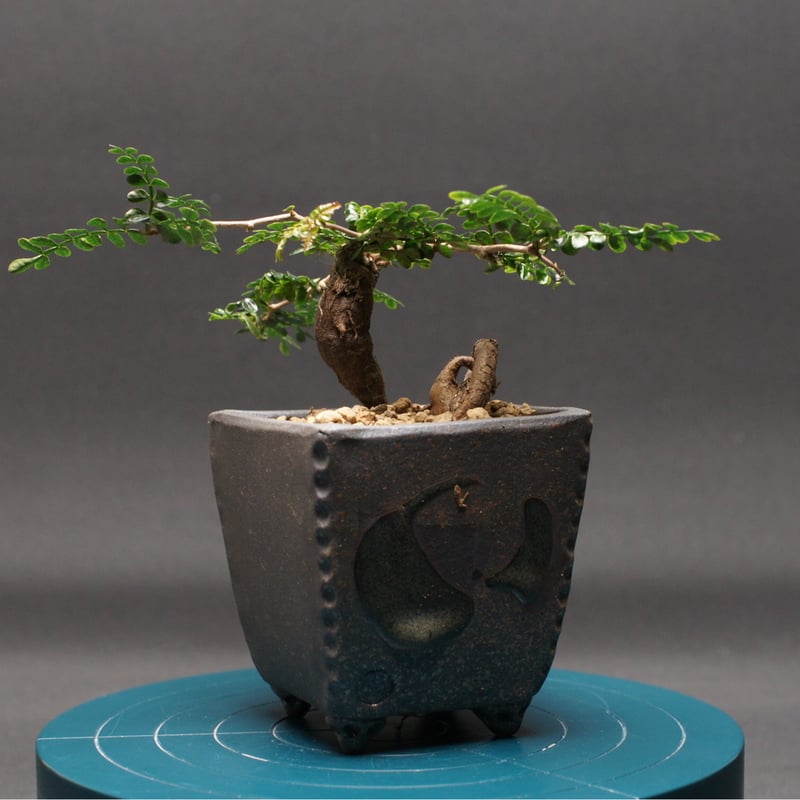 オペルクリカリア パキプス 