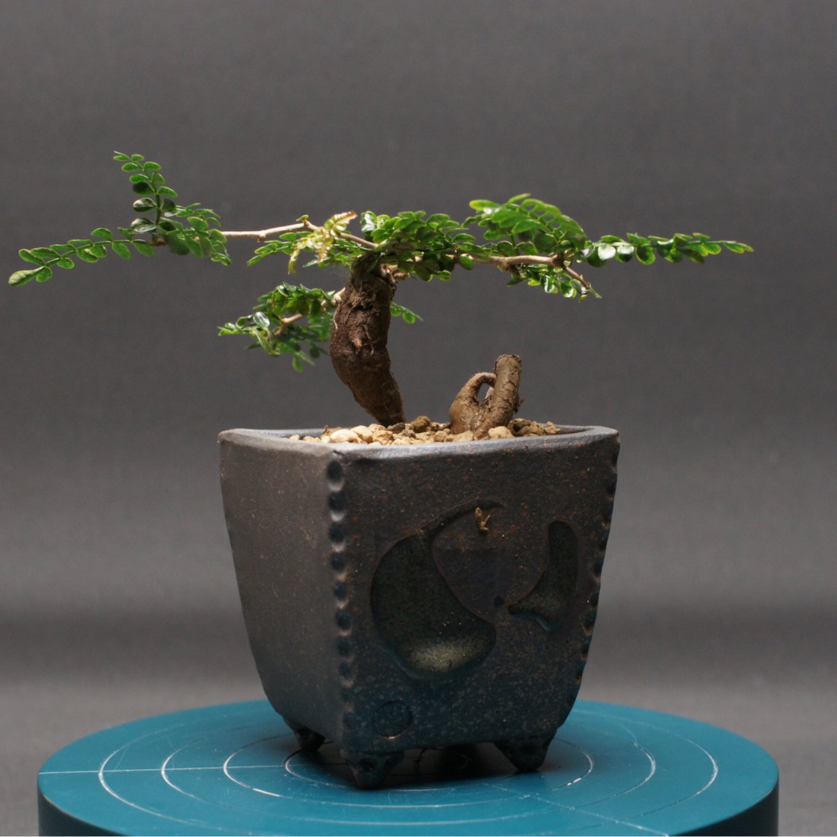 オペルクリカリア パキプス 