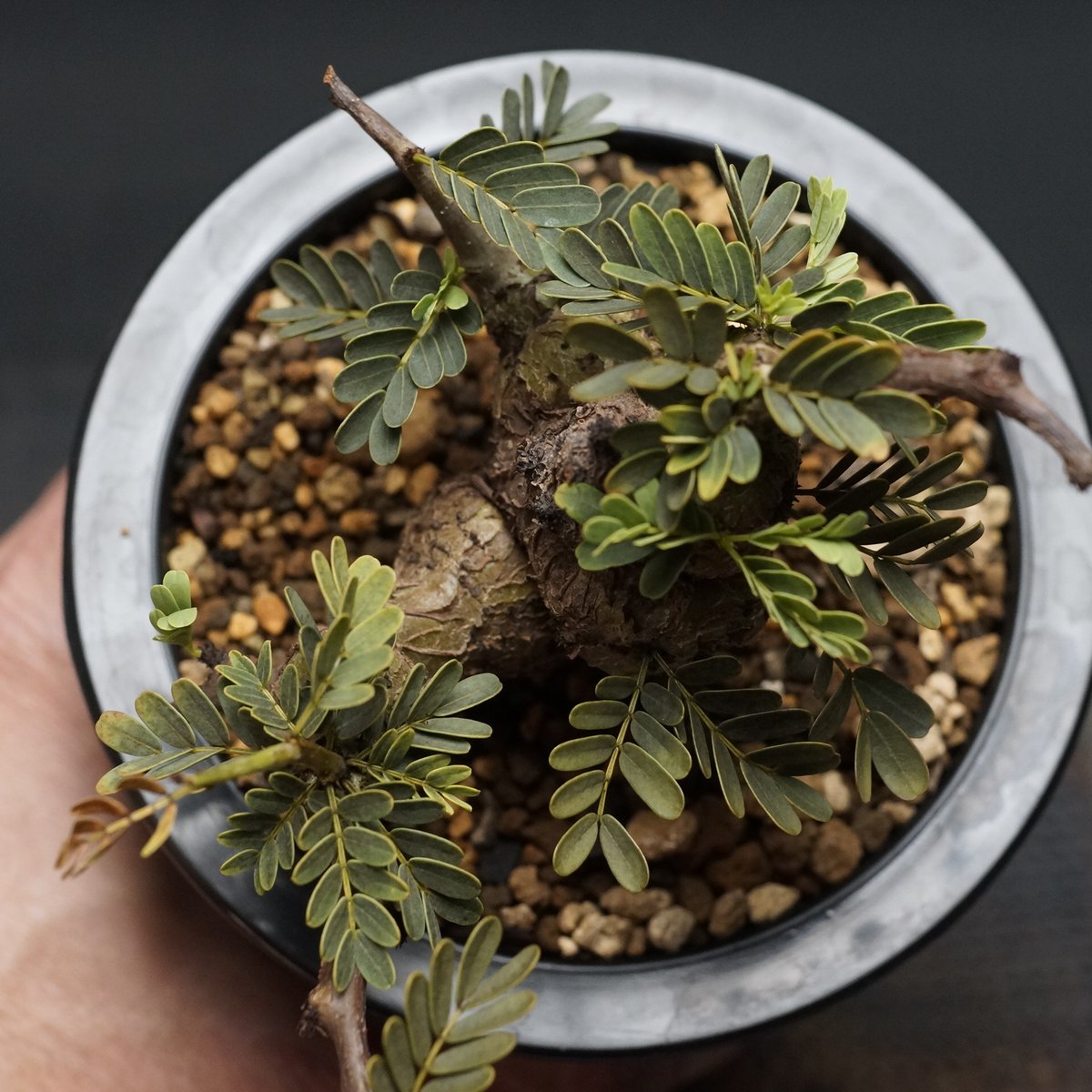 Senna meridionalis